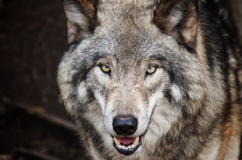 free wolf stock photos